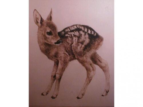 After Meyer-Eberhardt (20thC school). Study of a fawn