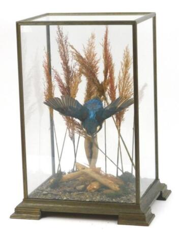 A taxidermied Kingfisher