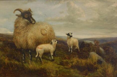 19thC British School. Sheep and two lambs in highland landscape