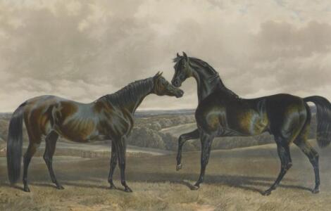 After J F Herring. The British Stud - Barbelle