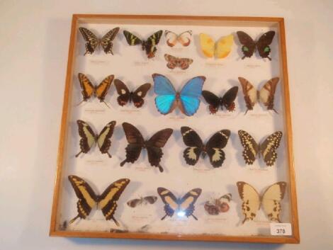 A glass case enclosing twenty butterfly specimens