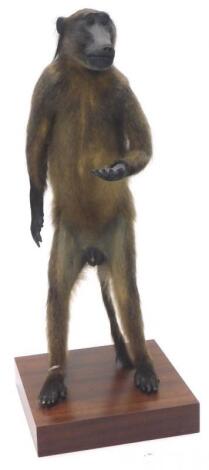 A 20thC taxidermy study of a standing baboon