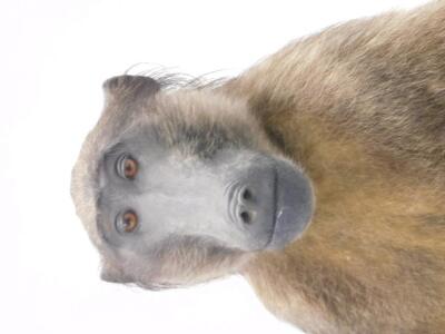 A 20thC taxidermy study of a standing baboon - 2