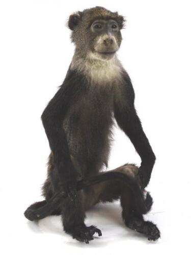 A taxidermy figure of an African Blue monkey