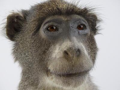 A taxidermy figure of an African Blue monkey - 2