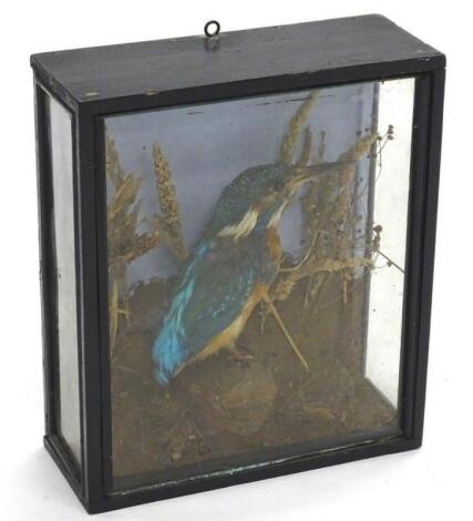 An early 20thC taxidermy study of a Kingfisher