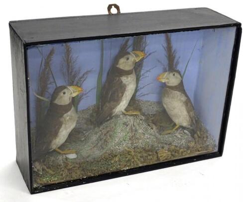 An early 20thC taxidermy study of three Puffins