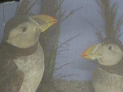 An early 20thC taxidermy study of three Puffins - 2