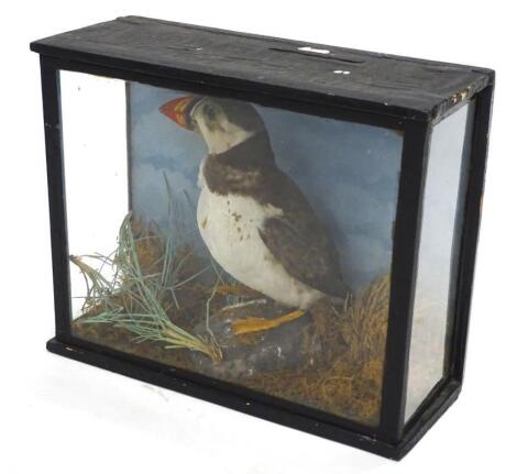 An early 20thC taxidermy study of a Puffin