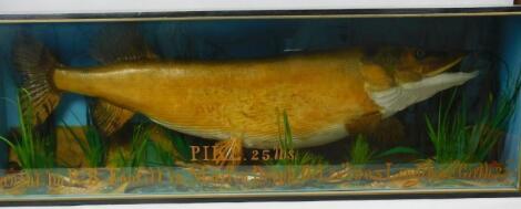 A taxidermied pike