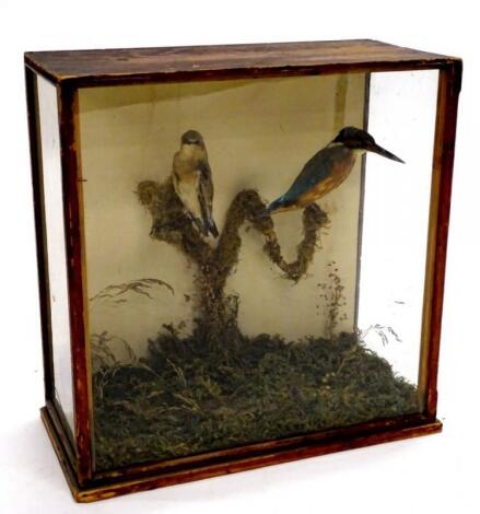 A 20thC taxidermy study of a Wheater and a Kingfisher