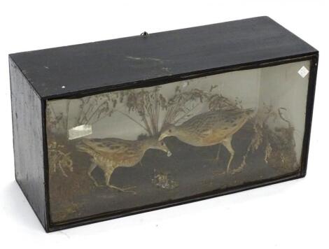 An early 20thC taxidermy study of two Corncrakes