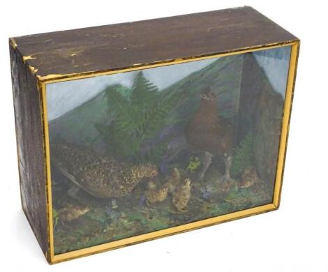 A 20thC taxidermy study of a Red Grouse male female and chicks