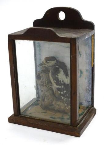 A 20thC taxidermy study of a Greater Spotted Woodpecker