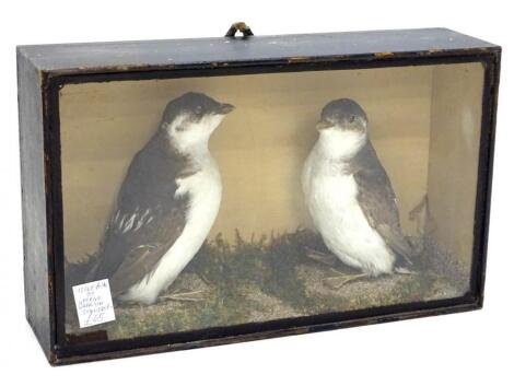 A 20thC taxidermy study of two Little Auks