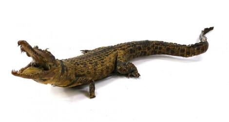 An early 20thC taxidermy study of a baby alligator