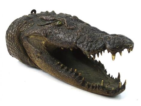 An early 20thC taxidermy crocodile head study