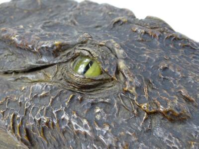 An early 20thC taxidermy crocodile head study - 2