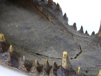 An early 20thC taxidermy crocodile head study - 4