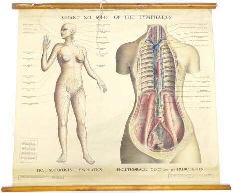 A medical wall chart