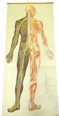 A medical wall chart of the nervous system