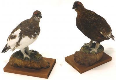 A taxidermied Ptarmigan and a Red Grouse