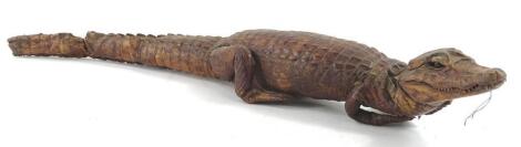 A taxidermied small crocodile.