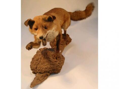 A taxidermy model of a fox