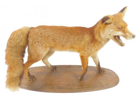 Taxidermy. A fox