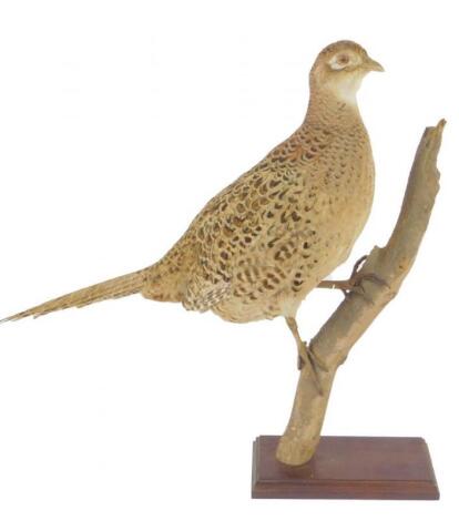Taxidermy. A Hen Pheasant