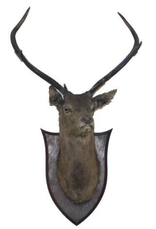 Taxidermy. A stag's head