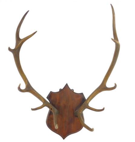 A pair of stag deer antlers