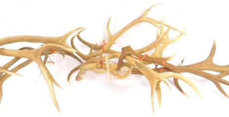 Deer stag antlers