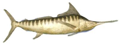A large taxidermied swordfish