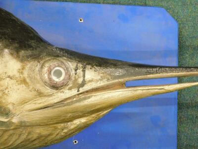 A large taxidermied swordfish - 2