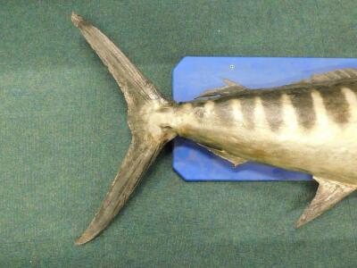 A large taxidermied swordfish - 5