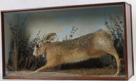 An early 20thC taxidermy specimen of a running hare