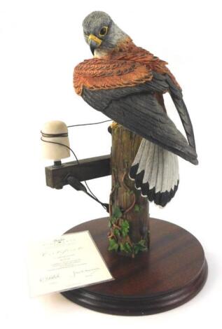 A Border Fine Arts model of a kestrel