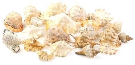 A collection of tropical shells