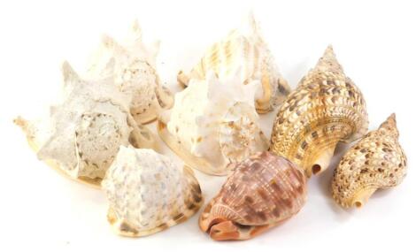 A collection of tropical and other large shells