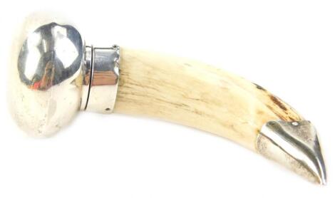 A warthog tusk