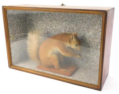 A taxidermied red squirrel