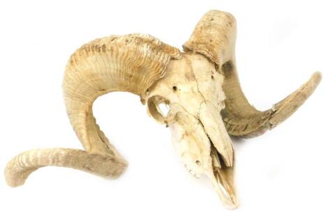 A rams skull