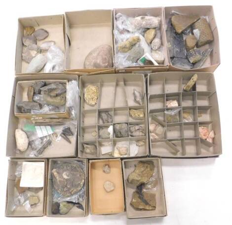 Various fossilized coral specimens plants etc. (12 boxes)