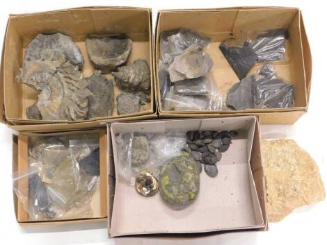 A quantity of fossils, to include samples of ferns, shells etc. (4 boxes)