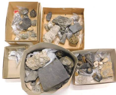 A quantity of fossils from the Jurassic period, to include shells, coral samples etc. (5 boxes)