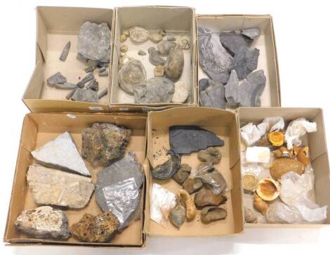 A quantity of fossils from the Jurassic period etc., to include tree samples, crustaceans etc. (6 boxes)