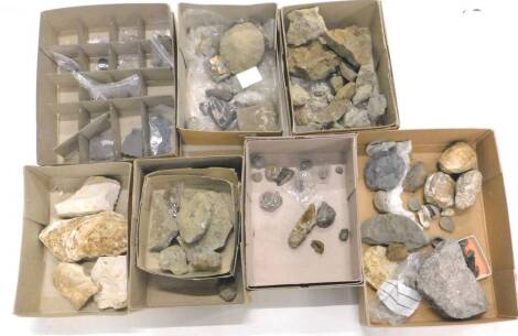 A quantity of fossils, various types, to include shells. (7 boxes)