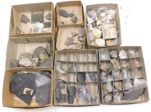 A quantity of fossils, to include partial ammonite's, sea urchins etc. (8 boxes)