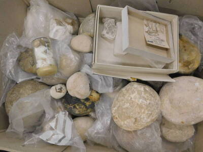 A quantity of fossils, to include partial ammonite's, sea urchins etc. (8 boxes) - 2